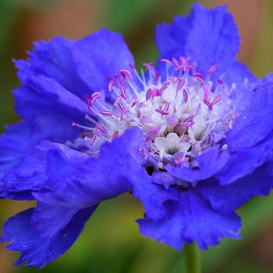 Scabiosa: Wachsen von Samen, Landung und Pflege 01