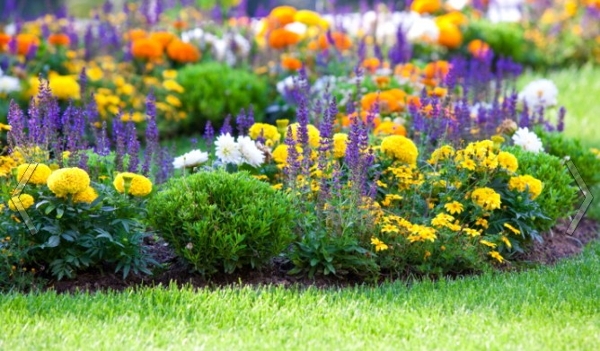 Blumen von den Jährlichen. Kontinuierliche blühende blühende Klumpenschemata für jeden Garten 01