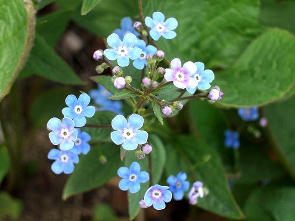 Die unprätgsten Blumen für Blumenbeete. Sorten und Pflege für sie 02