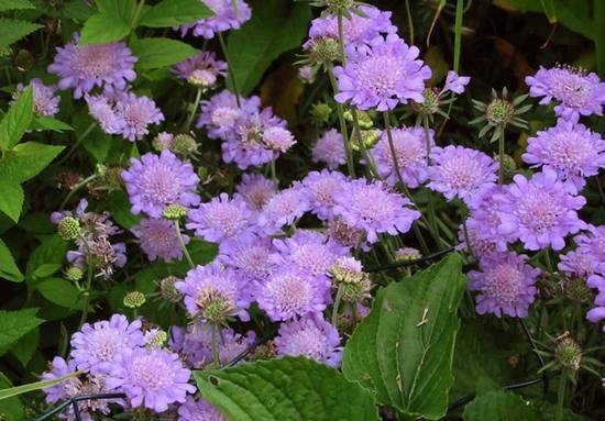 Scabiosa: Wachsen von Samen, Landung und Pflege 02