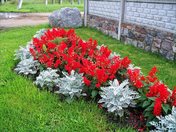 Blumen von den Jährlichen. Kontinuierliche blühende blühende Klumpenschemata für jeden Garten 02