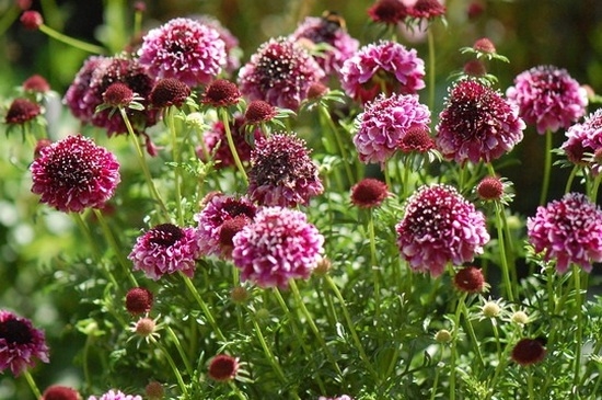 Scabiosa: Wachsen von Samen, Landung und Pflege 03