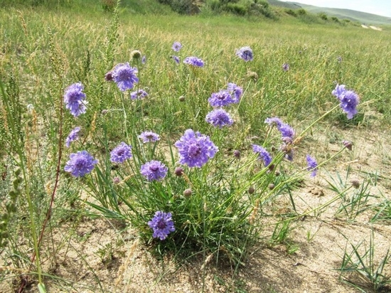 Scabiosa: Wachsen von Samen, Landung und Pflege 04