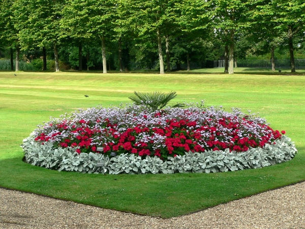 Blumen von den Jährlichen. Kontinuierliche blühende blühende Klumpenschemata für jeden Garten 04