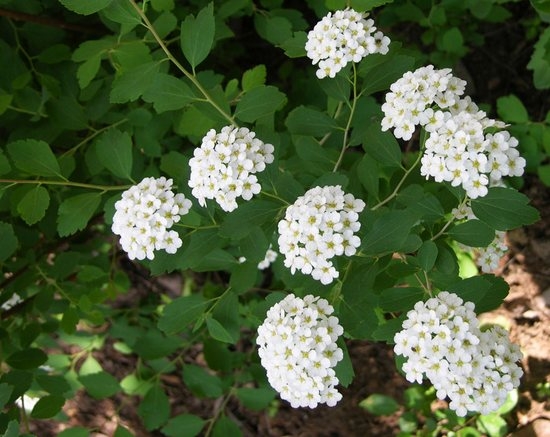 Spirea: Pflanzenarten, Landung und Pflege 01