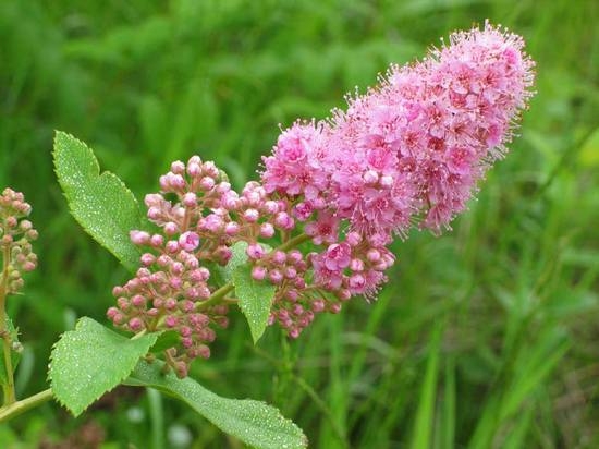 Spirea: Pflanzenarten, Landung und Pflege 03