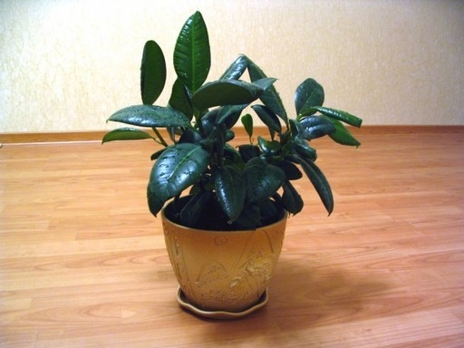 Ficus Care zu Hause 01