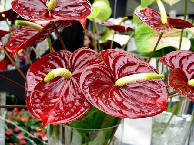 Anthurium - Liebesblume 02