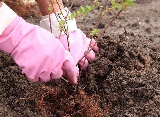 Spirea: Pflanzenarten, Landung und Pflege 04