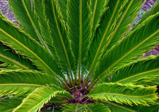 Cycas Revolution: Home Care 01