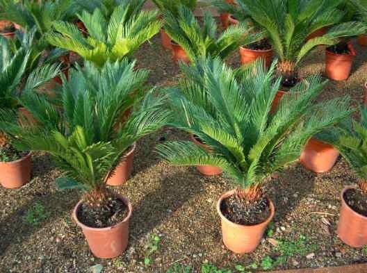 Cycas Revolution: Home Care 02