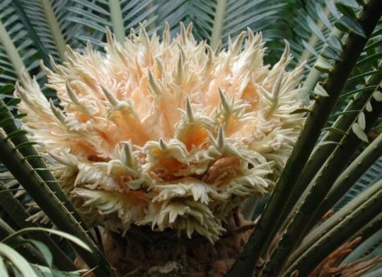 Cycas Revolution: Home Care 03