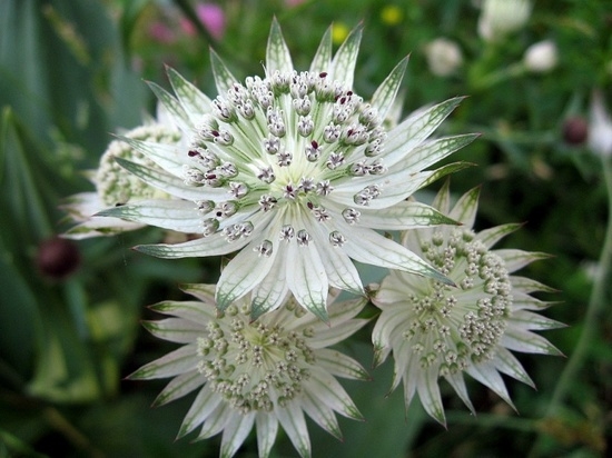 Blume astrance groß - Foto, Landung und Pflege 01