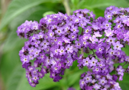 Blume Heliotrope: Wachsen von Samen und Pflanzen 01