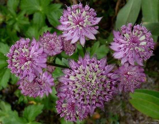 Blume astrance groß - Foto, Landung und Pflege 02