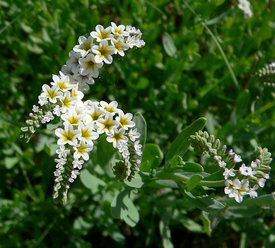 Blume Heliotrope: Wachsen von Samen und Pflanzen 02