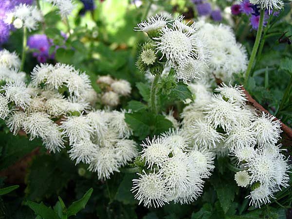 Weiße Farbenblumen. Namen, Beschreibungen und Fotos von weißen Farben 02