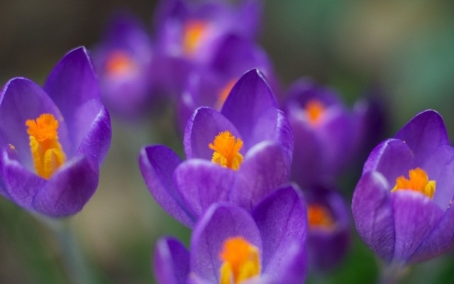 Blumen der violetten Farbe. Namen, Beschreibung, violette Farbwerte 02