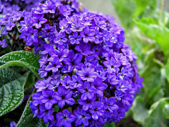 Blume Heliotrope: Wachsen von Samen und Pflanzen 03