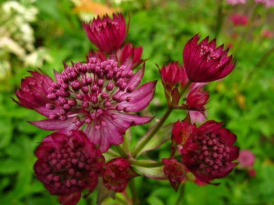 Blume astrance groß - Foto, Landung und Pflege 03