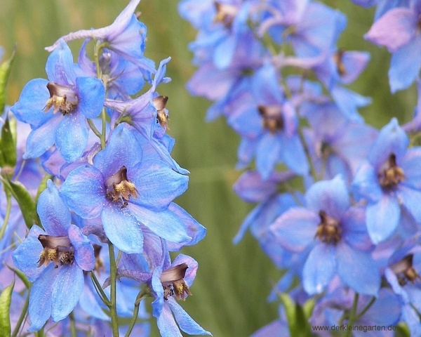 Blaue Farbenblumen. Beschreibung und Fotos der häufigsten Arten und Sorten 02