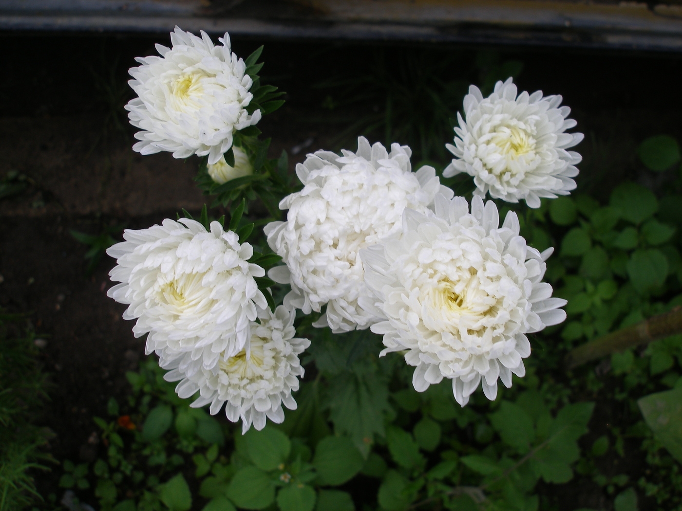 Weiße Farbenblumen. Namen, Beschreibungen und Fotos von weißen Farben 04