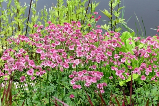 Blume astrance groß - Foto, Landung und Pflege 04