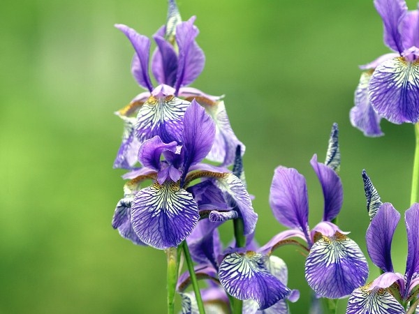 Blumen der violetten Farbe. Namen, Beschreibung, violette Farbwerte 05