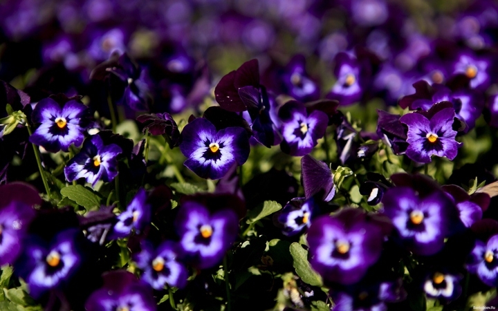 Blumen der violetten Farbe. Namen, Beschreibung, violette Farbwerte 06