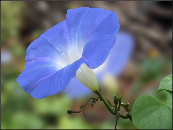 Blaue Farbenblumen. Beschreibung und Fotos der häufigsten Arten und Sorten 04