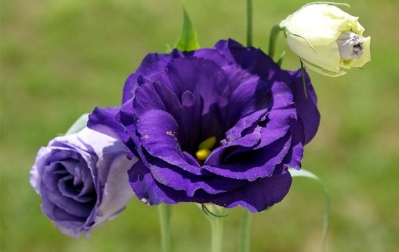 Eustoma: Zu Hause wachsen 06