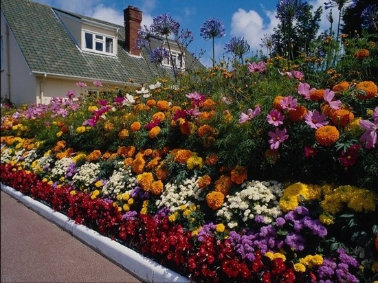 Jährliche und mehrjährige Blumen in der Hütte, blühen den ganzen Sommer 01