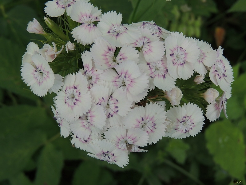 Weiße Farbenblumen. Namen, Beschreibungen und Fotos von weißen Farben 06