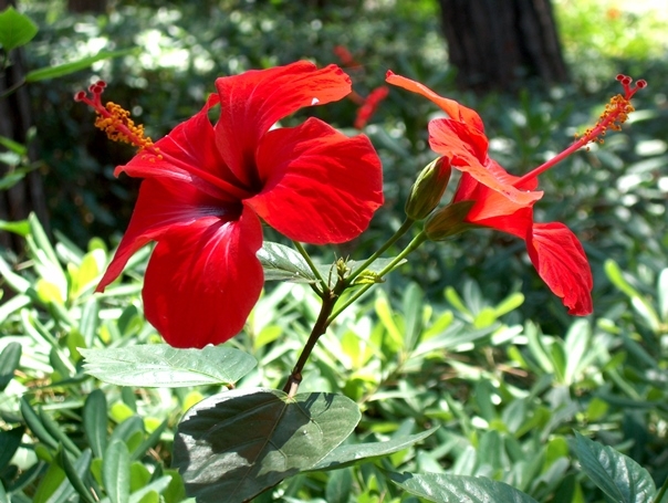 Blumen der roten Farbe. Beschreibung, Wert und beliebteste Arten 02