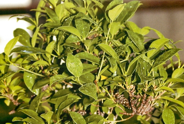 Ficus setzt die Blätter zurück. Was zu tun ist? Das Problem und das Problem lösen 02