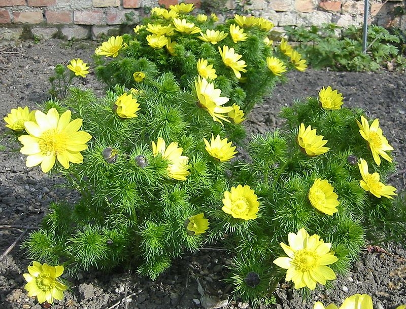 Blumen der gelben Farbe. Namen und Beschreibungen von Pflanzen mit gelben Blüten 02