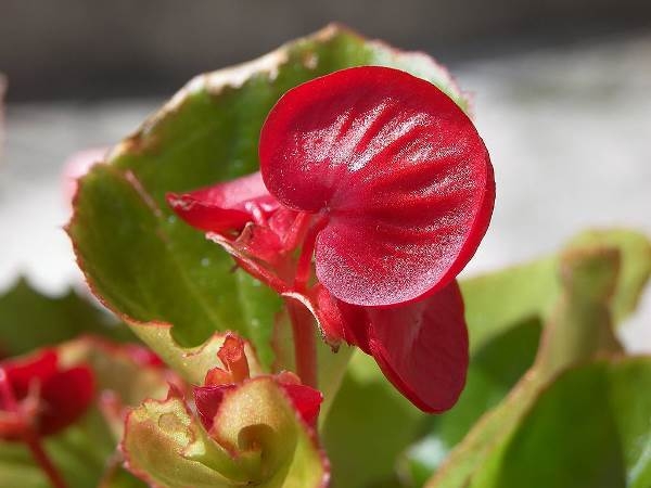 Blumen der roten Farbe. Beschreibung, Wert und beliebteste Arten 03