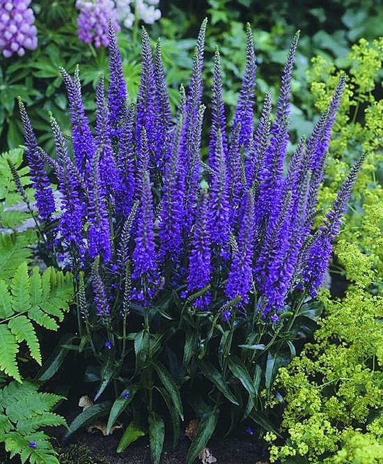 Jährliche und mehrjährige Blumen in der Hütte, blühen den ganzen Sommer 03