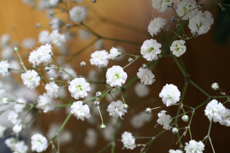 Weiße Farbenblumen. Namen, Beschreibungen und Fotos von weißen Farben 07