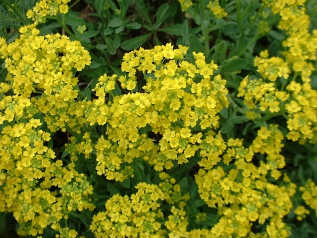 Blumen der gelben Farbe. Namen und Beschreibungen von Pflanzen mit gelben Blüten 03