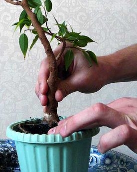 Ficus Benjamin: Reproduktion, Transplantationsregeln und Pflege 03