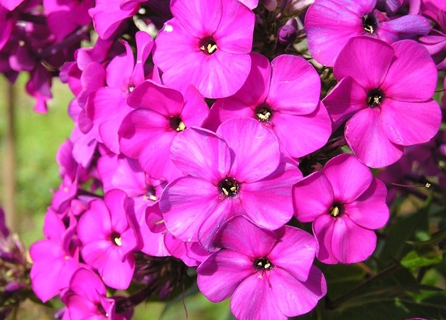 Blumen der violetten Farbe. Namen, Beschreibung, violette Farbwerte 10