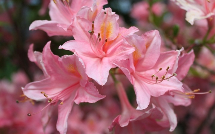 Rosa Farben: Was für den Garten wählen?? Rosa Farbfarben: Wert und Symbole 04