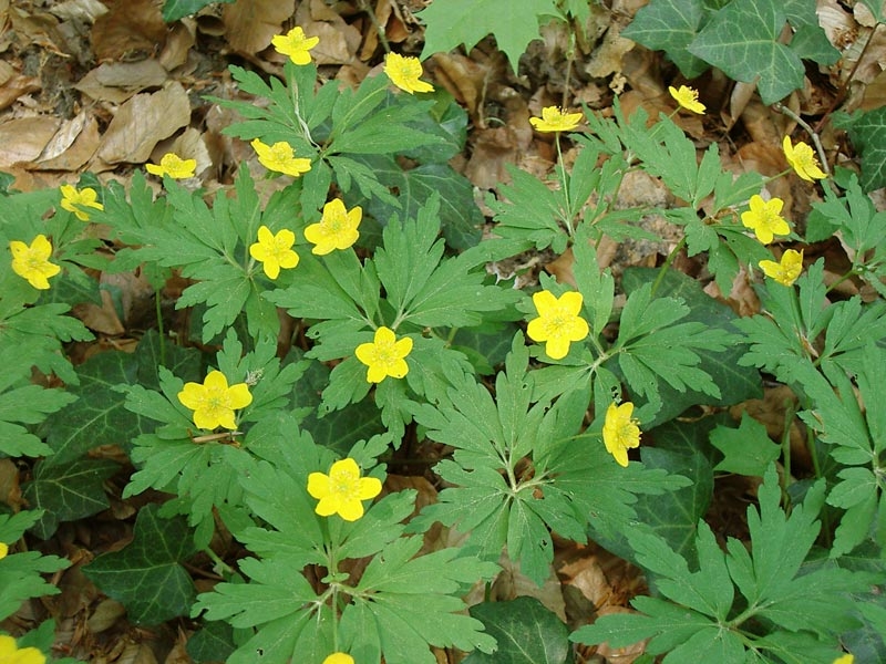 Blumen der gelben Farbe. Namen und Beschreibungen von Pflanzen mit gelben Blüten 04