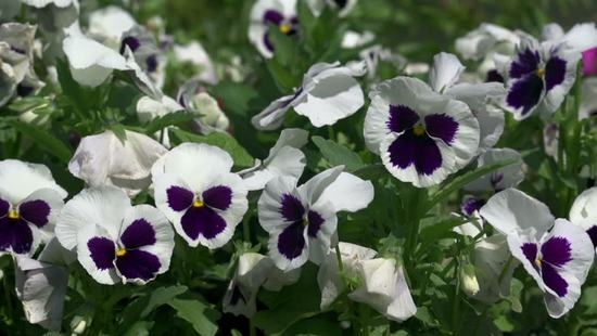 Jährliche und mehrjährige Blumen in der Hütte, blühen den ganzen Sommer 05