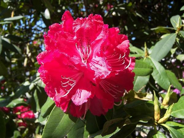 Blumen der roten Farbe. Beschreibung, Wert und beliebteste Arten 05