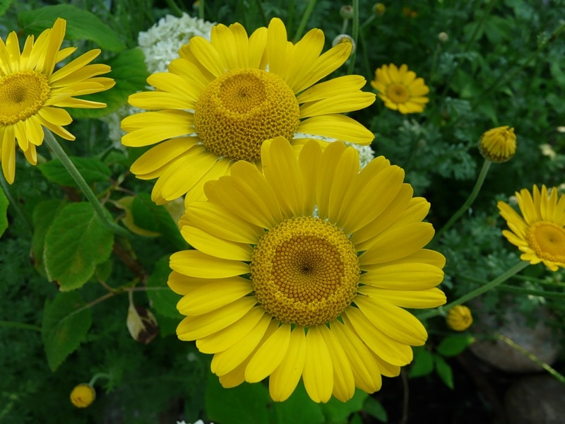 Blumen der gelben Farbe. Namen und Beschreibungen von Pflanzen mit gelben Blüten 05