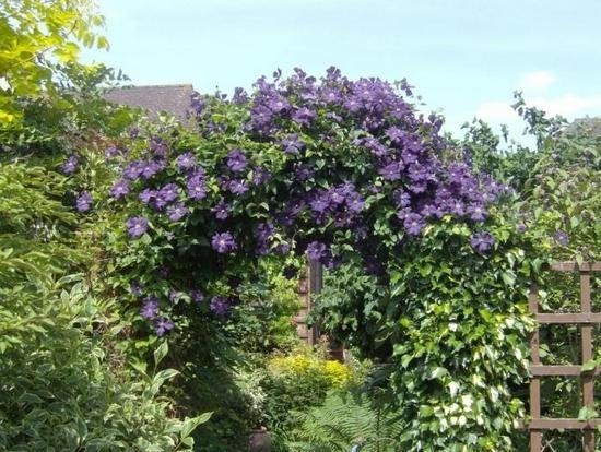 Jährliche und mehrjährige Blumen in der Hütte, blühen den ganzen Sommer 06