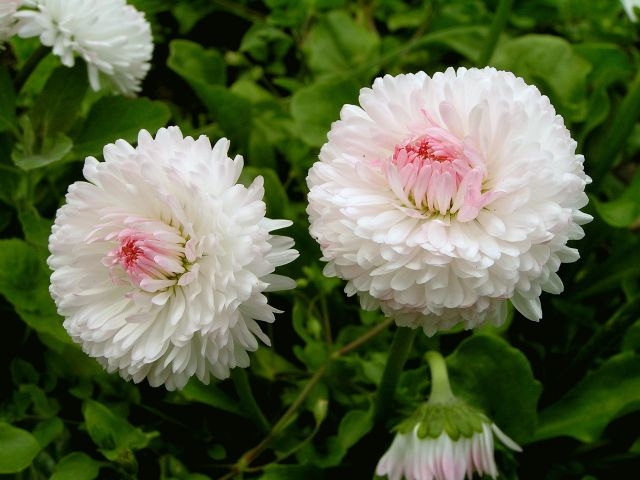 Weiße Farbenblumen. Namen, Beschreibungen und Fotos von weißen Farben 10