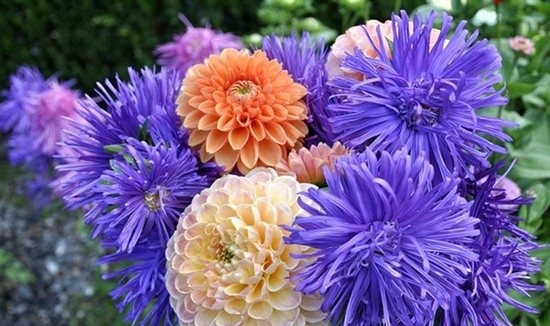 Jährliche und mehrjährige Blumen in der Hütte, blühen den ganzen Sommer 07